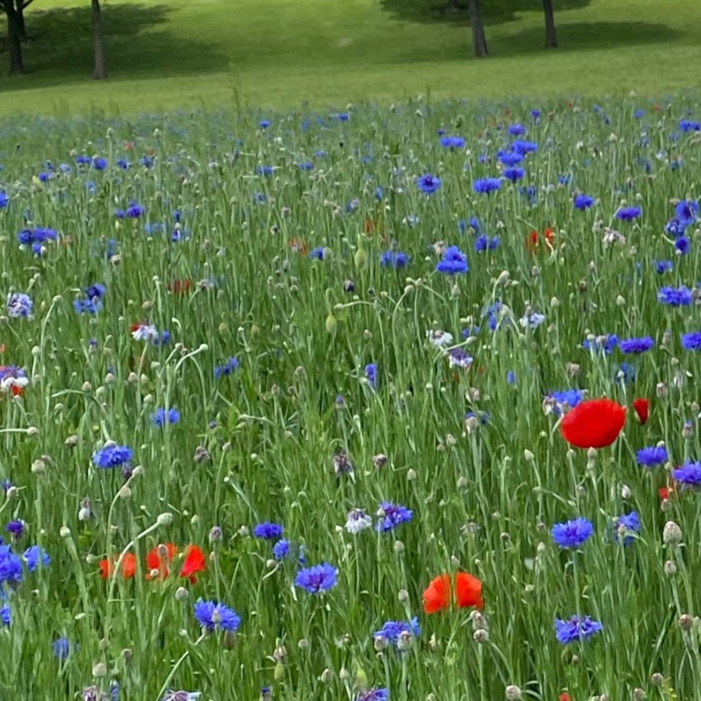 Meet your Posher, Nancy